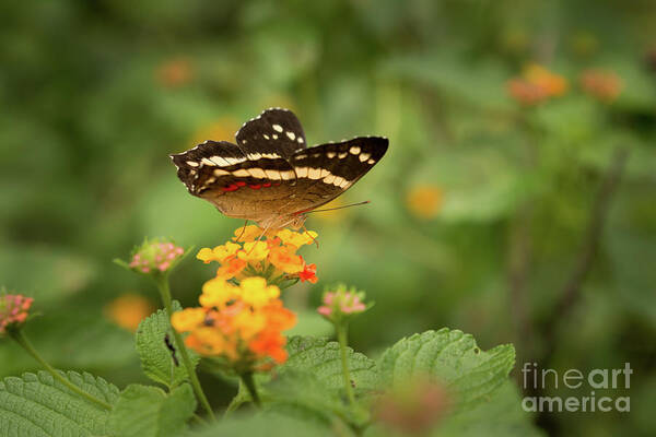Butterfly Poster featuring the photograph Tropical Butterfly by Ana V Ramirez
