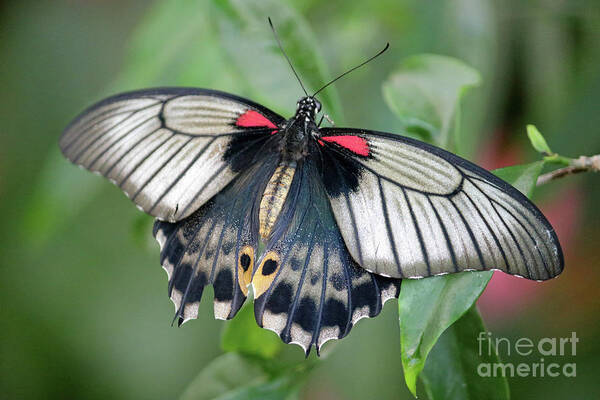 Tropical Butterfly Exotic Poster featuring the photograph Tropical butterfly by Julia Gavin