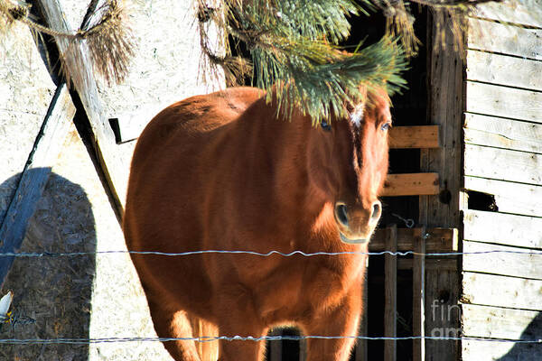 Horse Poster featuring the photograph Trump Hair by William Tasker