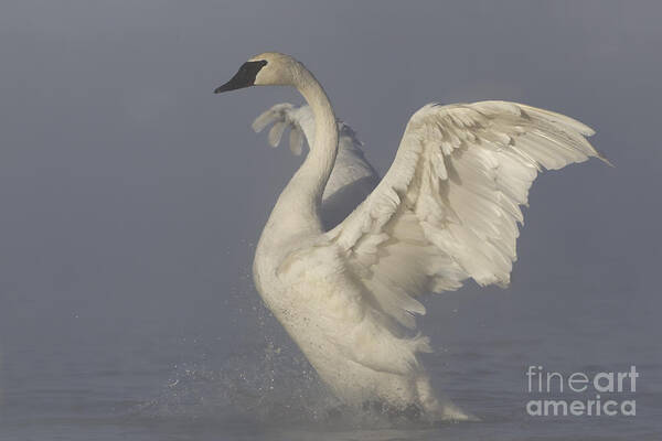 Trumpeter Swan Poster featuring the photograph TrumpeterSwan4 by Tammy Wolfe