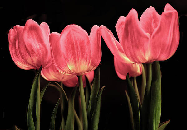 Red Tulip Poster featuring the photograph Tuilp by Dennis Dugan