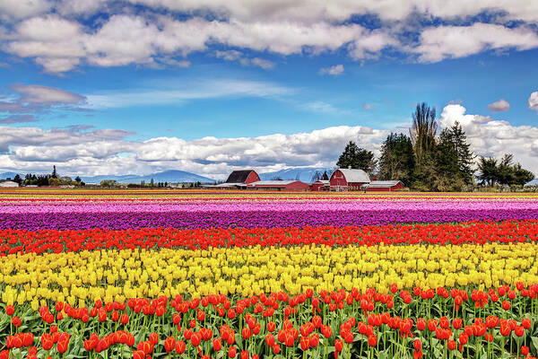 Tulips Poster featuring the photograph Tulip Farm in the Skagit Valley by Pierre Leclerc Photography