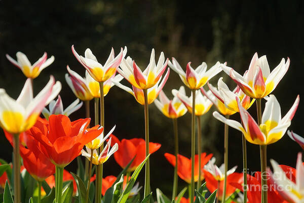 Prott Poster featuring the photograph Tulip Field 11 by Rudi Prott