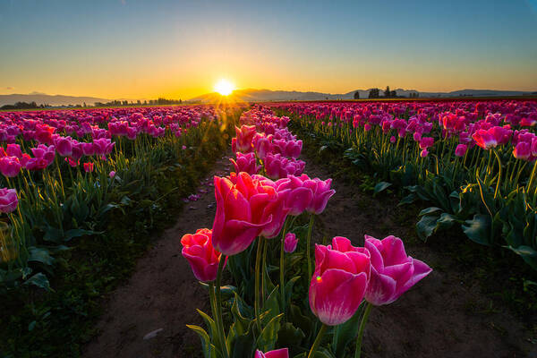 Tulip Poster featuring the photograph Tulip field in Dawn by Hisao Mogi