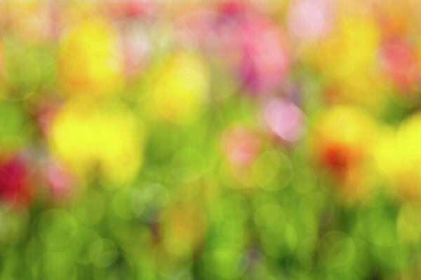 Tulip Poster featuring the photograph Tulip Flowers Field Blurred Defocused Background by David Gn