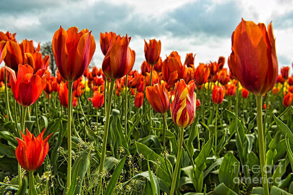Tulips Poster featuring the photograph Tulip Flowers by Peter Dang