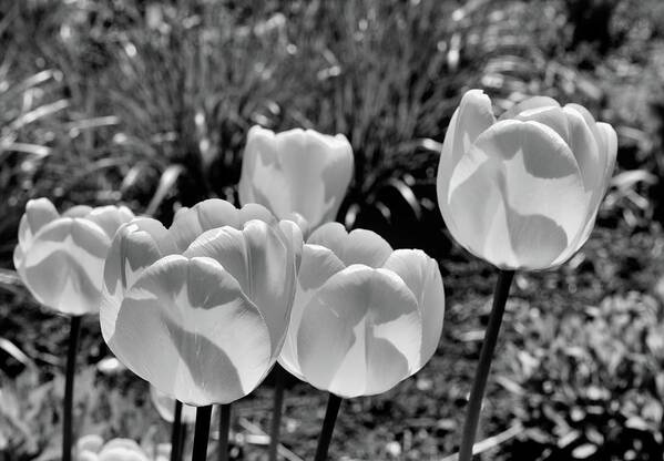 Black And White Poster featuring the photograph Tulips 2 by Lyle Crump