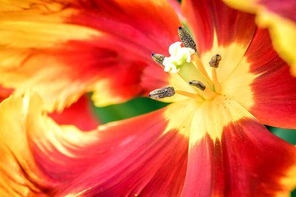 Agriculture Poster featuring the photograph Tulips 5 by Jijo George