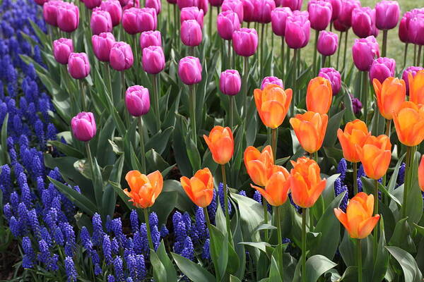 Tulips Poster featuring the photograph Tulips and Grape Hyacinths by Tammy Pool