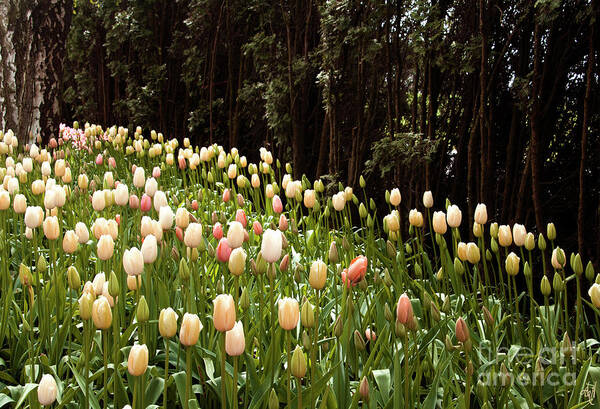 Tulips And Trees Poster featuring the photograph Tulips and Trees by Victoria Harrington