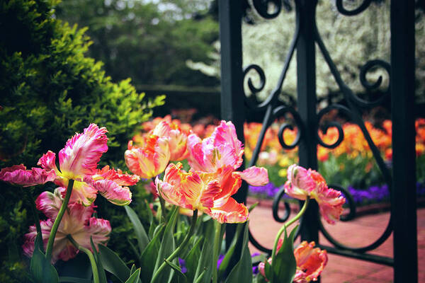 Tulips Poster featuring the photograph Tulips at the Garden Gate by Jessica Jenney
