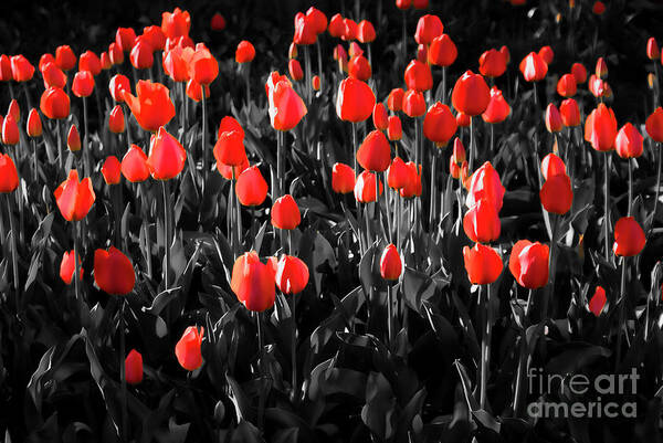 Spring Poster featuring the photograph Tulips by Hristo Hristov