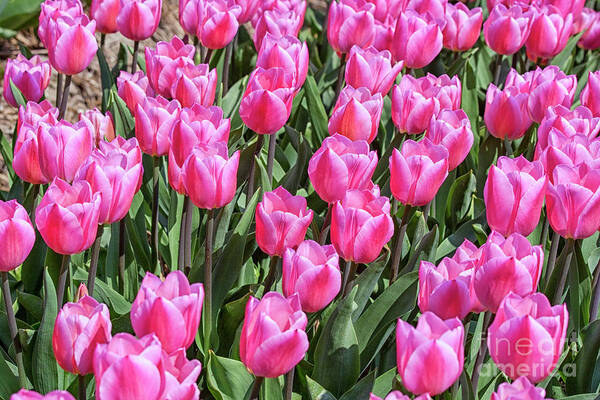 Tulips Poster featuring the photograph Tulips in pink color by Patricia Hofmeester