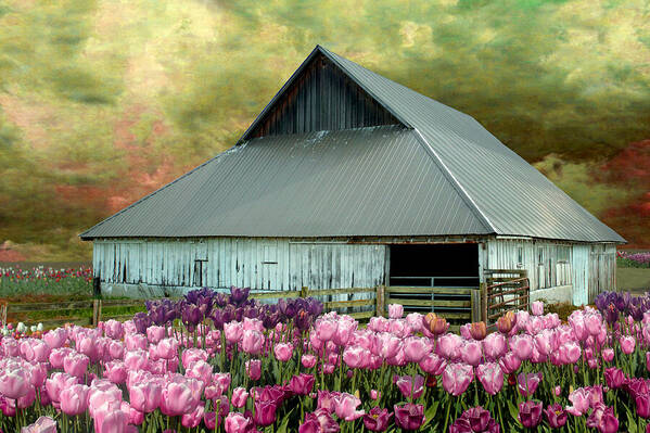 Tulips Poster featuring the photograph Tulips in Skagit Valley by Jeff Burgess