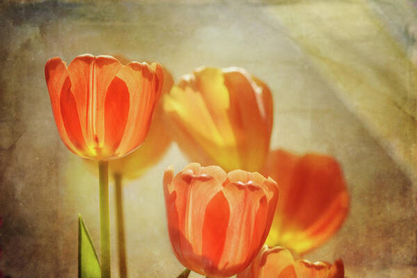 Tulipsl Poster featuring the photograph Tulips In Window Light 2 by Sue Capuano