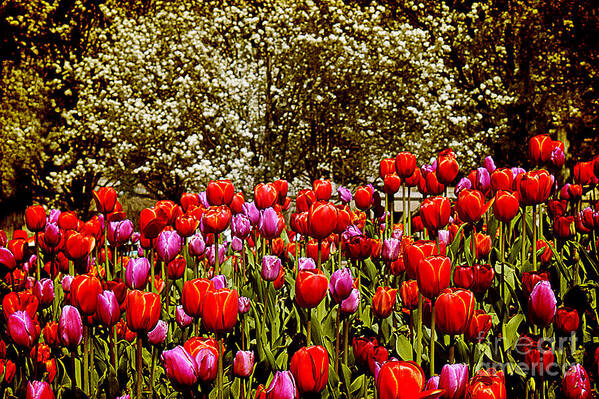 Tulips Poster featuring the photograph Tulips by Milena Ilieva