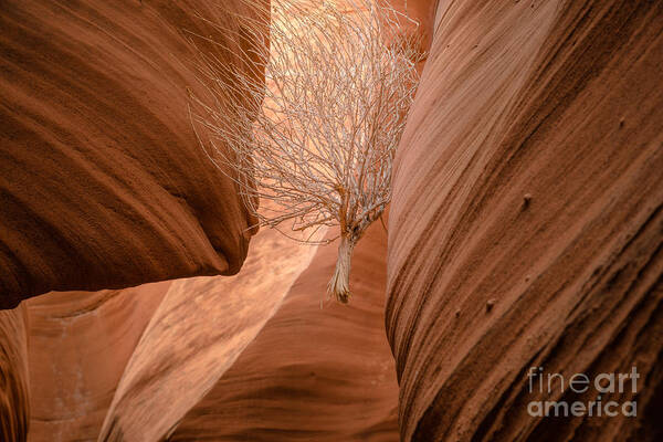Tumbleweed Poster featuring the photograph Tumbleweed in Owl Canyon by Jim DeLillo