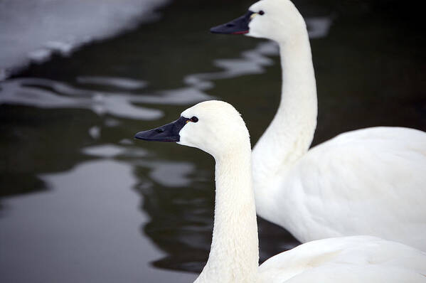 Swans Poster featuring the photograph Tundra Swans by Lisa Kane