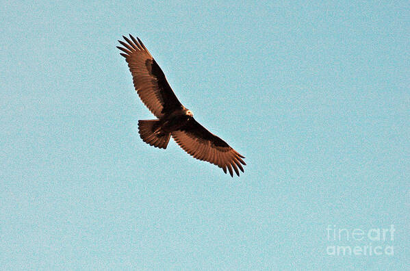 Vulture Poster featuring the photograph Turkey Vulture by Cindy Murphy - NightVisions 