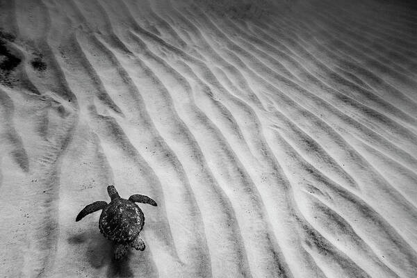 Sea Poster featuring the photograph Turtle Ridges by Sean Davey