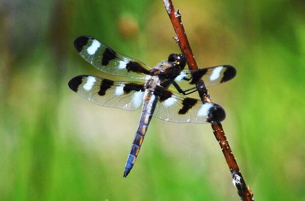 Dragonfly Poster featuring the photograph Twelve Spotted Skimmer by Rodney Campbell