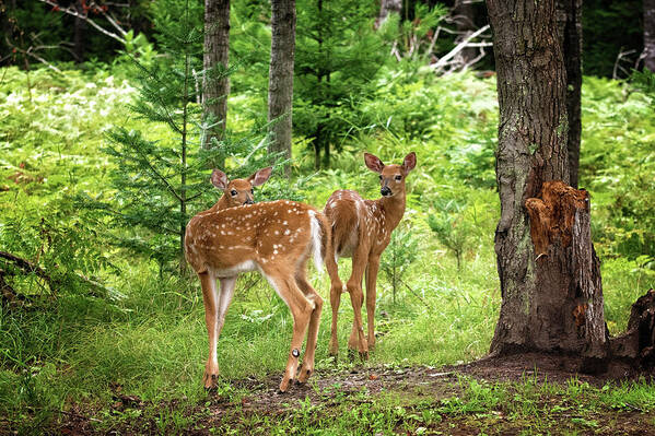 Twin Fawn Print Poster featuring the photograph Twin Fawns Whitetail Deer Print by Gwen Gibson