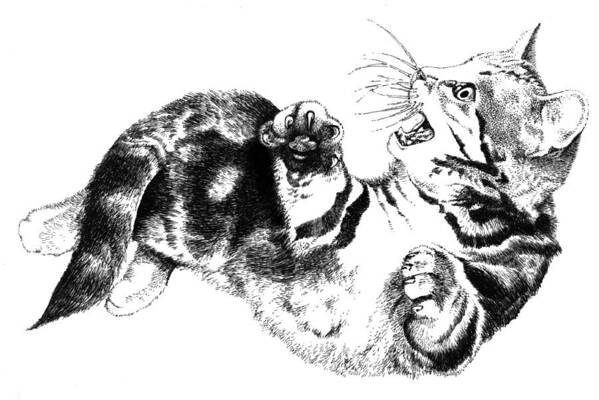 Kitten Poster featuring the drawing Twisted Kitten by David Kleinsasser