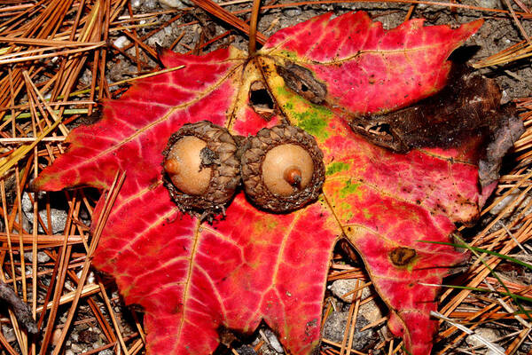 Nature Poster featuring the photograph Two Acorns on Tatterd Maple Leaf by Robert Morin