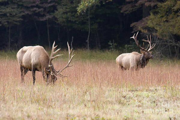 Elk Poster featuring the photograph Two Elk in a Grassy Field by Jill Lang