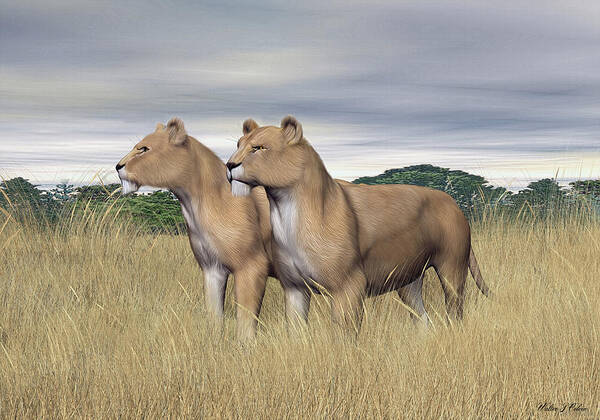 African Lion Poster featuring the digital art Two Hunters by Walter Colvin