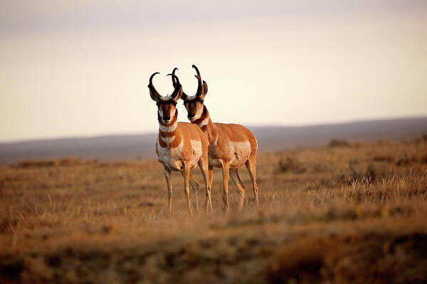 Pronghorn Antelope Poster featuring the digital art Two male Pronghorn Antelopes in Alberta by Mark Duffy