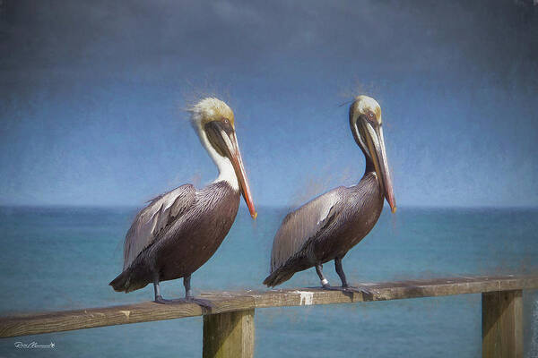 Pelican Prints Poster featuring the photograph Twins by Phil Mancuso