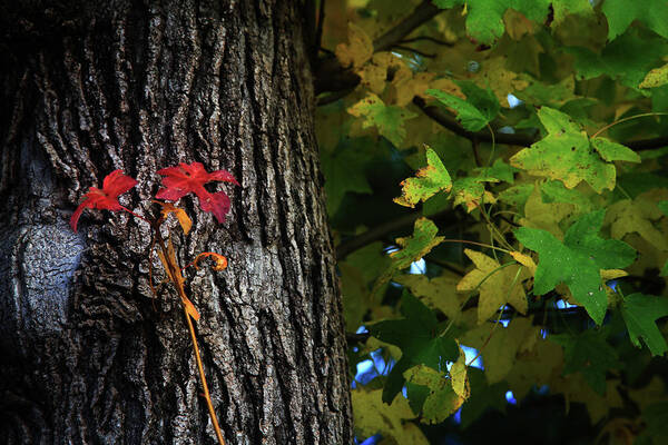 Nature Poster featuring the photograph Two Red Leaves by Toni Hopper