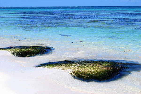  Poster featuring the photograph Two Seaweed Mounds on Punta Cana Resort Beach by Heather Kirk