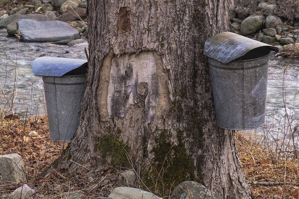 Maple Trees Poster featuring the photograph Two Syrup Buckets by Tom Singleton