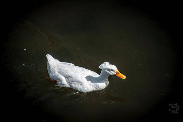 Crested Domestic Duck Poster featuring the photograph U Qwak Me Up by Daniel Hebard