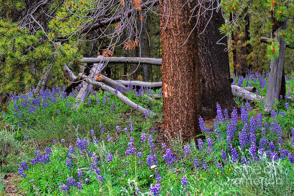 Lupine Poster featuring the photograph Under the Ponderosas by Jim Garrison