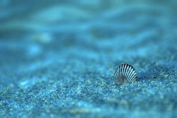 Seashells Poster featuring the photograph Underwater Seashell - Jersey Shore by Angie Tirado