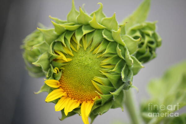 Sunflower Poster featuring the photograph Unfolding Sunflower by Sheri Simmons
