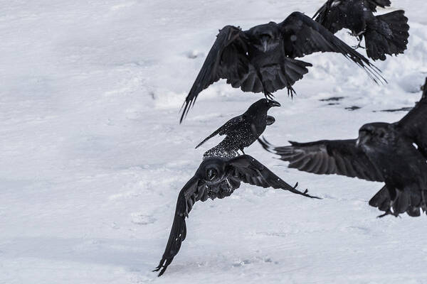 Ravens Poster featuring the photograph Unkindness by David Kirby