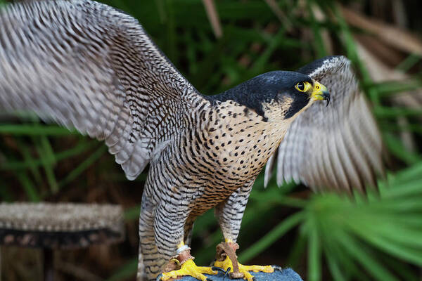 Nature Poster featuring the photograph Upset Peregrine by Arthur Dodd