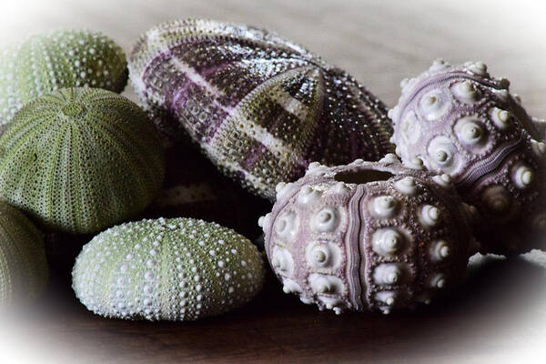 Sea Shells Poster featuring the photograph Urchin Shells 2 by Bonnie Bruno