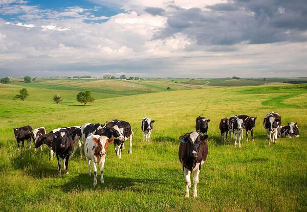 Farm Poster featuring the photograph Valley of the Cows by Todd Klassy