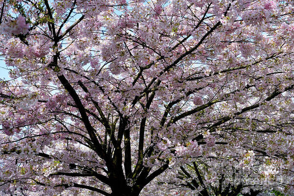 Terry Elniski Photography Poster featuring the photograph Vancouver 2017 Spring Time Cherry Blossoms - 10 by Terry Elniski