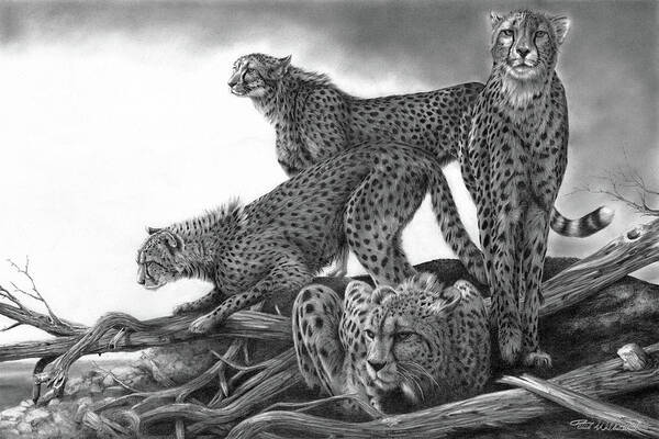 Cheetah Poster featuring the drawing Vantage by Peter Williams