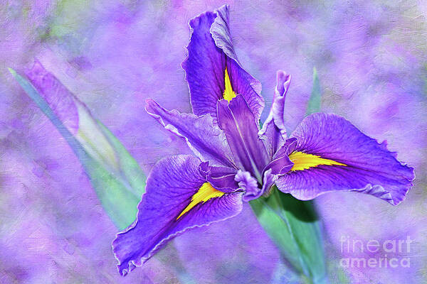 Vibrant Iris On Purple Bokeh Poster featuring the photograph Vibrant Iris on Purple Bokeh by Kaye Menner by Kaye Menner
