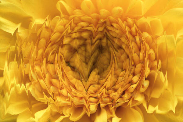 Digital Art Photograph Photography Flower Yellow Mum Plant Wild Poster featuring the photograph View Within by Shari Jardina