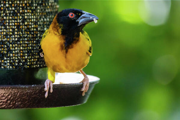 Ploceus Cucullatus Poster featuring the photograph Village weaver by SAURAVphoto Online Store