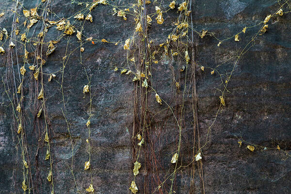 Abstract Poster featuring the photograph Vines on rock, Bhimbetka, 2016 by Hitendra SINKAR