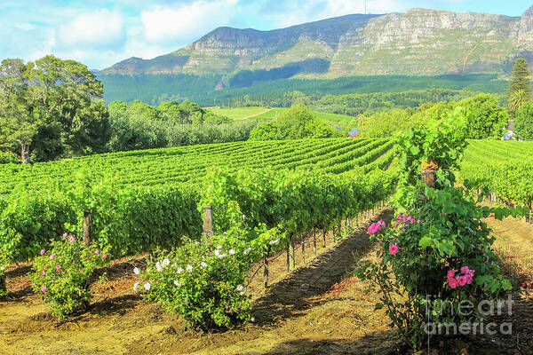 Vineyard Poster featuring the photograph Vineyard of Stellenbosch by Benny Marty